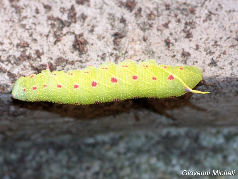 Bruco di...? Laothoe populi, Sphingidae